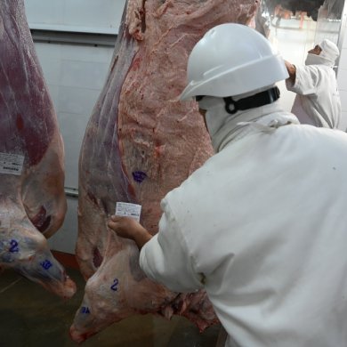 La tipificación bovina ya alcanza al 95% de la faena nacional
