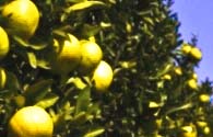 Limones