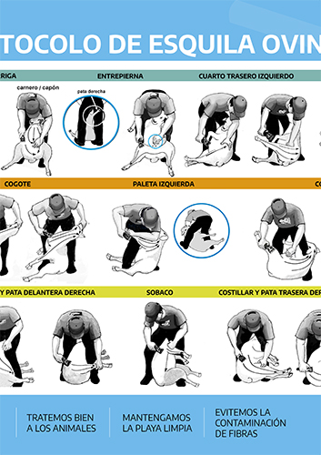 protocolo-esquila-ovinos